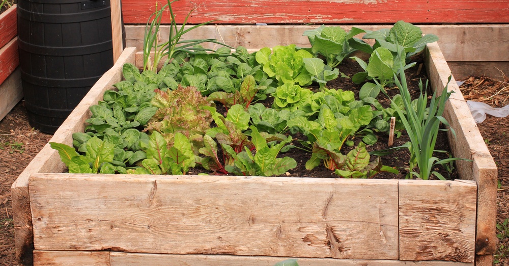 grow food in small place