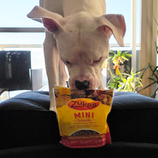 Zukes_treats ball pit Blog1